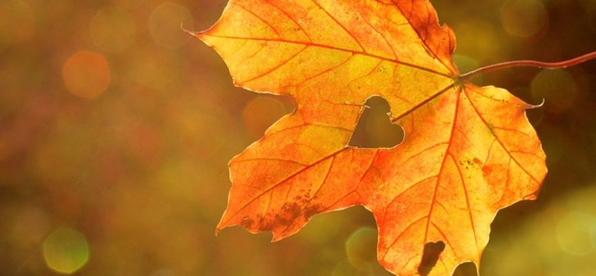 Festival del Fall Foliage nel Parco delle Foreste Casentinesi: gli appuntamenti a Badia Prataglia