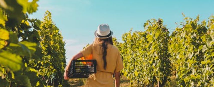 Greenprix 2021, il contest per le idee in ambito wine&agrifood
