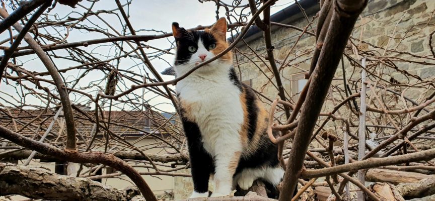 Ad Anghiari SOS per venticinque gatti da salvare
