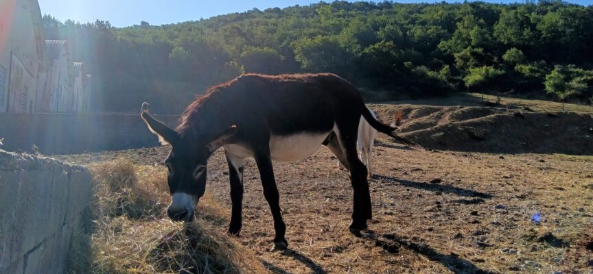 “Muschio Fest. Love animals, eat plants” per approfondire i temi dell’antispecismo