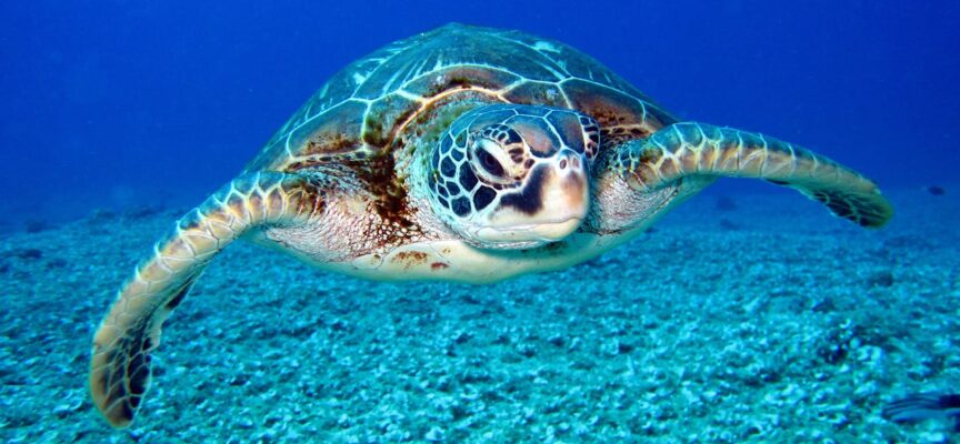 ESC Di gruppo in Turchia a tema Salvaguardia della natura