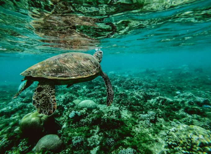 Progetto ESC in Turchia sulla salvaguardia e tutela delle tartarughe marine: ricerca urgente