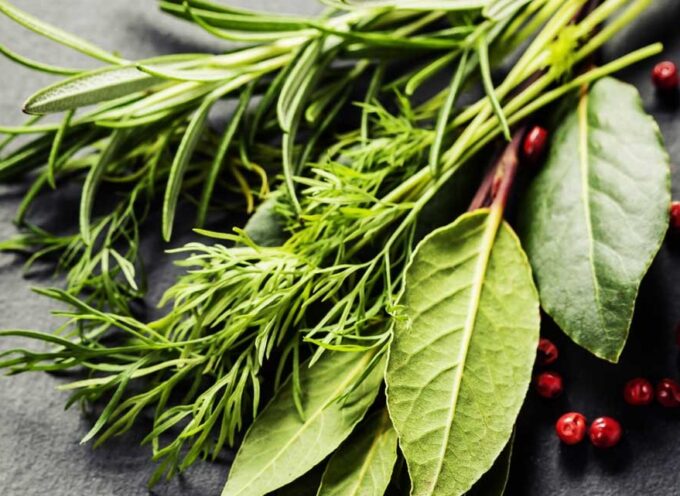 Ad Arezzo un corso teorico pratico per conoscere le piante officinali